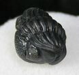 Perfectly Enrolled Eldredgeops Trilobite - NY #13193-2